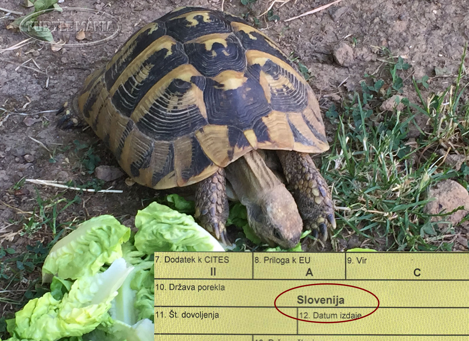 L'hibernation de la tortue d'Hermann ? conseils et recommandations
